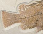 Large Priscacara Fossil Fish - Wyoming #15577-3